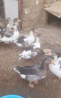 غاز بالغ
