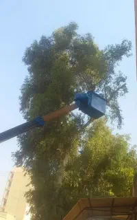 قطع نخل وهرس درختان کنار اکلاتوس اره غیره چمن زدن
