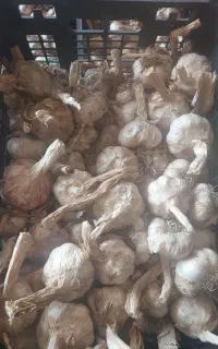سیر خشک