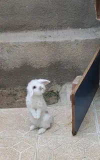 خرگوش