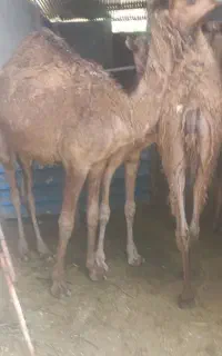 شتر