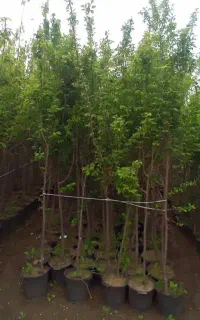 نهال های تنومند میاندوآب پنج ساله سطلی آماده کاشت