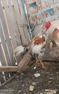 مرغ وخروس لاری معاوضه با عروس هلندی