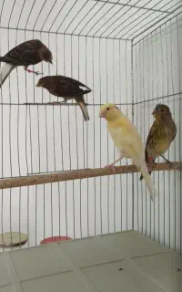 فروش تعدادی پرنده