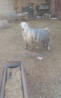 چپش داشتی