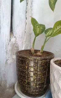 گل طبیعی معاوضه