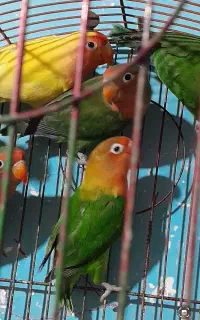 طوطی برزیلی فروشی