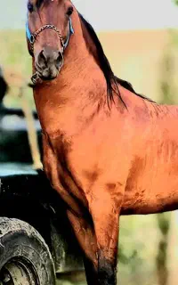 پانسیون و نگهداری اسب