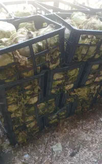 کاهو مخصوص گاوداری