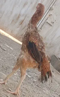 مرغ اصل
