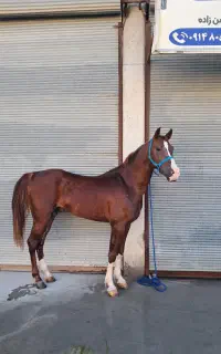 سلطان کره سراج کیانی
