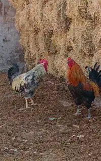 خروس سرحال