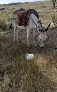 خر ماده ۳ساله