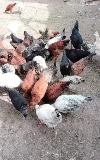 جوجه مرغ محلی ۵ماهه