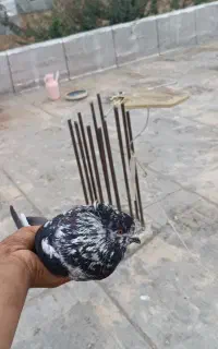 کبوتر