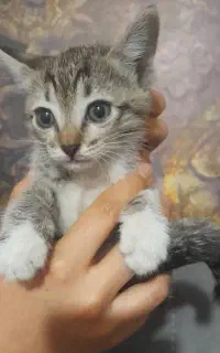 واگذاری رایگان بچه گربه