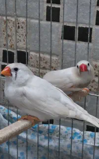 یک جفت فنچ سفید
