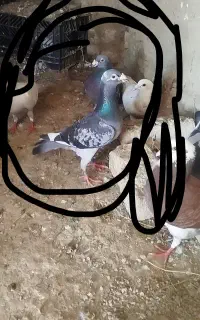 آلمانی مسافتی و جوجه رنگه