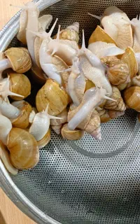 تعدادی حلزون آلبینو