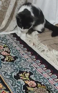 بچه گربه خانگی