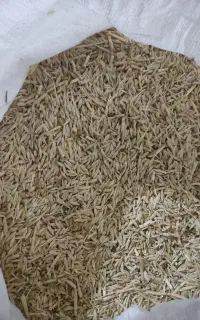 فروش جو محلی  درجه یک اعلا شیش پر و چهار پر