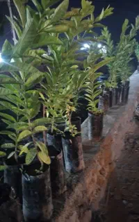 نهال فروشی