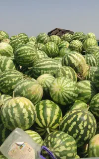 هندوانه