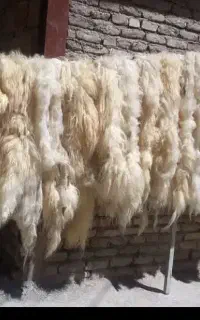 پشم سفید گوسفند تمیز