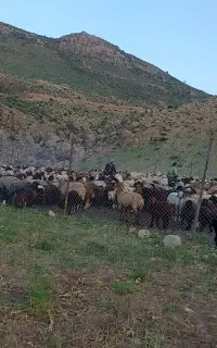 چوپان متاهل و متعهد لازم دارم