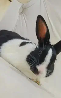 خرگوش نر