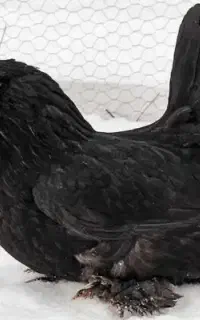 جوجه پنج روزه مرندی واکس خورده