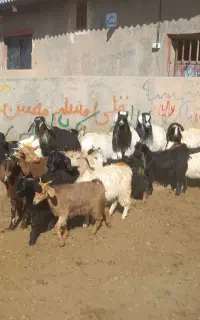 بزغاله ماده بتونی