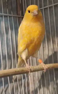 قناری نر ، مست