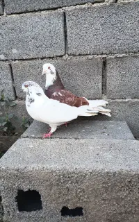 کبوتر پرشی