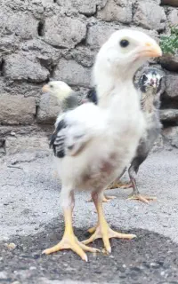 چهار جوجه اصل لاری