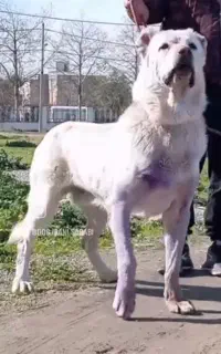 سگ سرابی