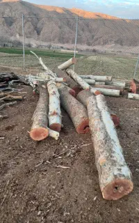 خرید و برش چوب