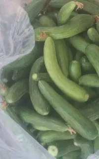 خیارشوری درجه 1