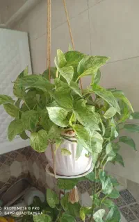 گل طبیعی