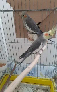 مولدعروس
