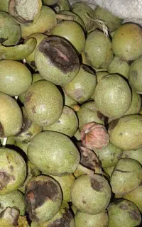 گردو