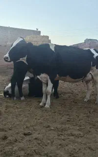 گاو شیری 30 کیلو شیر میده و آبستن داره