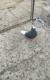 موکت