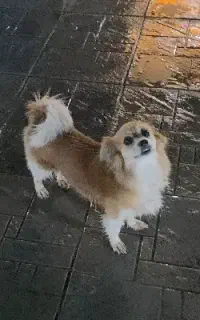 سگ گمشده
