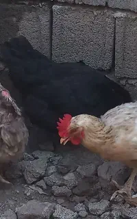مرغ و خروس محلی تخمگذار