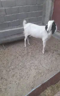 گوسفند داشتی