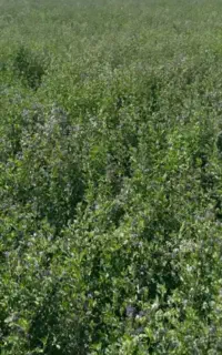 یونجه قالب و کوبیده