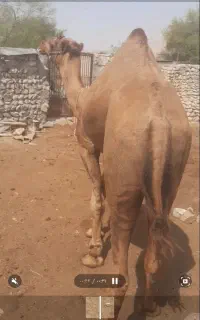 لوک محلی