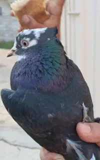 فروش 6 عدد کفتر