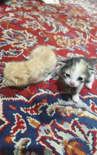 بچه گربه
